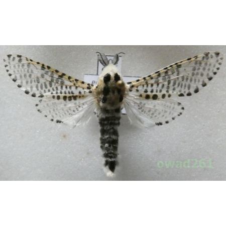 Zeuzera pyrina (Linnaeus, 1761) Poland60e